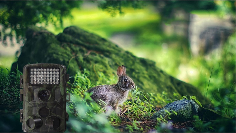 Wild hunting camera - Image 8