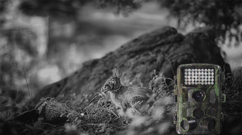 Wild hunting camera - Image 6